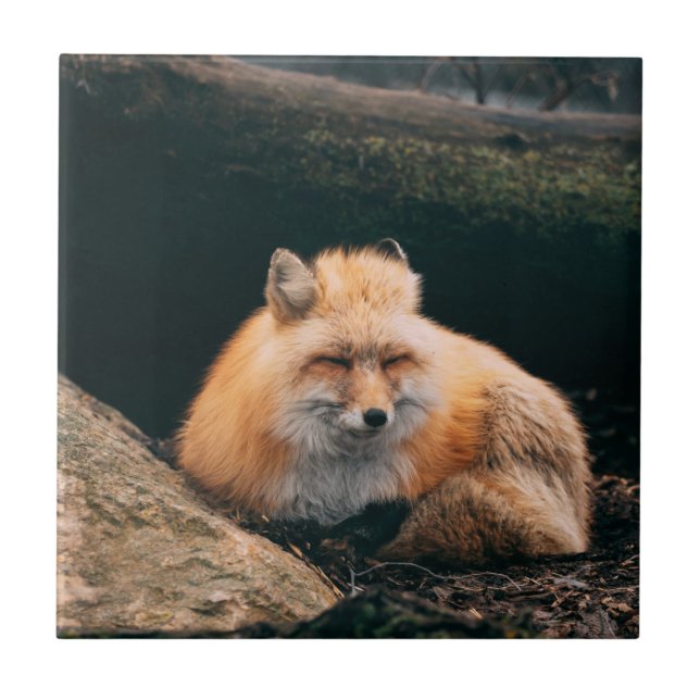 Red Fox Sleeping Ceramic Tile (Front)
