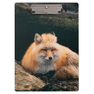 Red Fox Sleeping Clipboard