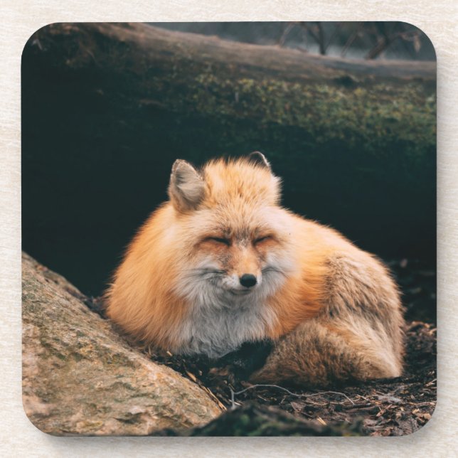 Red Fox Sleeping Coaster (Front)