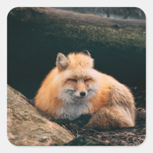 Red Fox Sleeping Square Sticker