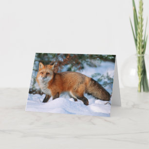 Red Fox Snow in Winter, Montana Card