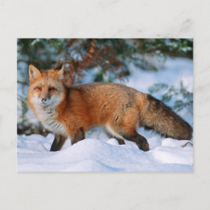 Red Fox Snow in Winter, Montana Postcard