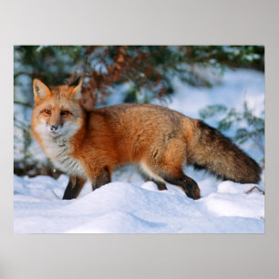 Red Fox Snow in Winter, Montana Poster