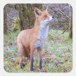 Red Fox  Square Sticker