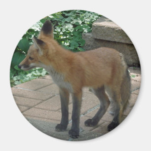 Red Fox Standing Magnet