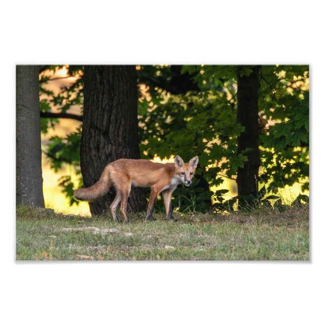  Red Fox Sun And Shade Photo Print (Front)