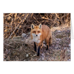 Red Fox up close and personal
