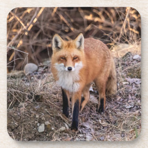 Red Fox up close and personal Coaster