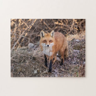 Red Fox up close and personal Jigsaw Puzzle