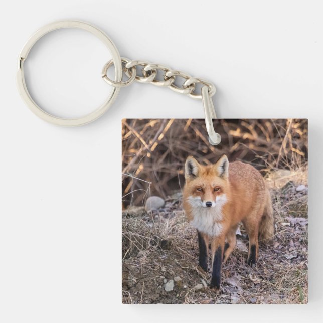 Red Fox up close and personal Key Ring (Front)