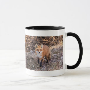 Red Fox up close and personal Mug