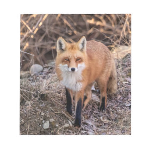 Red Fox up close and personal Notepad