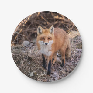 Red Fox up close and personal Paper Plate