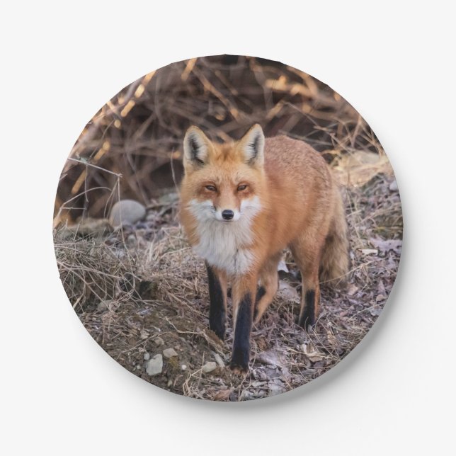 Red Fox up close and personal Paper Plate (Front)