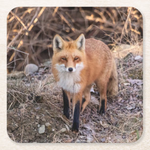 Red Fox up close and personal Square Paper Coaster