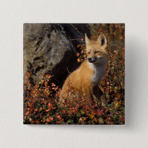 red fox, Vulpes vulpes 15 Cm Square Badge