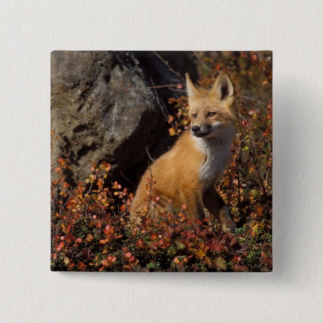 red fox, Vulpes vulpes 15 Cm Square Badge (Front)