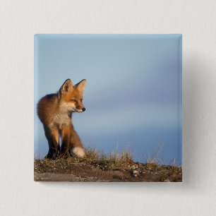 red fox, Vulpes vulpes 15 Cm Square Badge