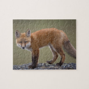 red fox, Vulpes vulpes, along the central North 2 Jigsaw Puzzle