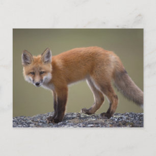 red fox, Vulpes vulpes, along the central North 2 Postcard