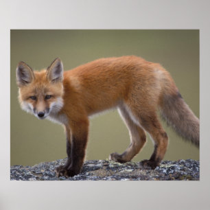 red fox, Vulpes vulpes, along the central North 2 Poster