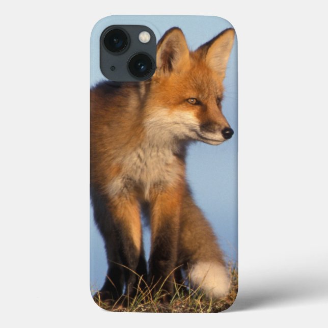 red fox, Vulpes vulpes Case-Mate iPhone Case (Back)