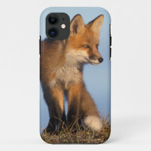 red fox, Vulpes vulpes iPhone 11 Case