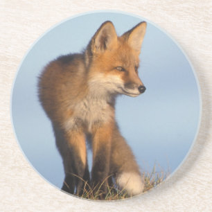 red fox, Vulpes vulpes Coaster