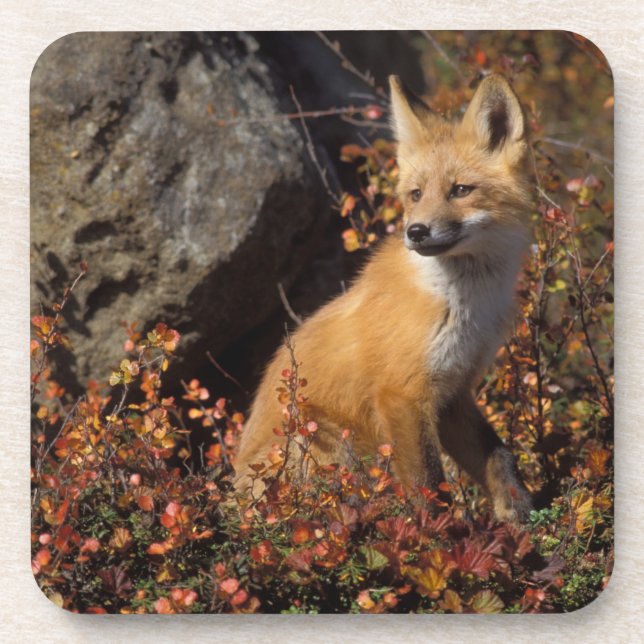 red fox, Vulpes vulpes Coaster (Front)