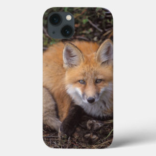 red fox, Vulpes vulpes, in fall colours along iPhone 13 Case