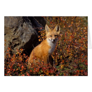 red fox, Vulpes vulpes, in fall colours along the