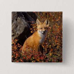 red fox, Vulpes vulpes, in fall colours along the 15 Cm Square Badge