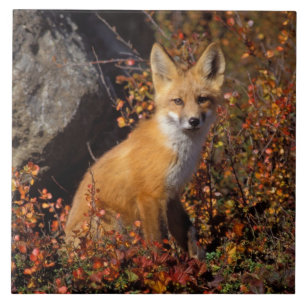 red fox, Vulpes vulpes, in fall colours along the Ceramic Tile