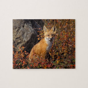 red fox, Vulpes vulpes, in fall colours along the Jigsaw Puzzle