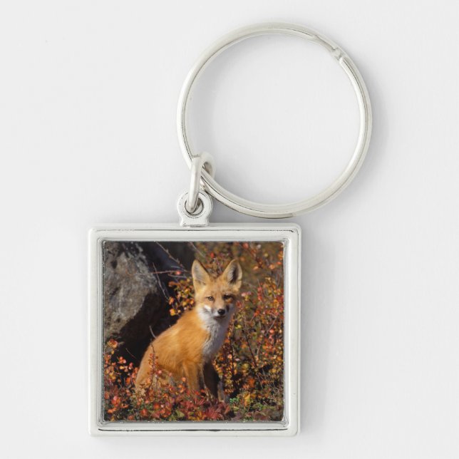 red fox, Vulpes vulpes, in fall colours along the Key Ring (Front)