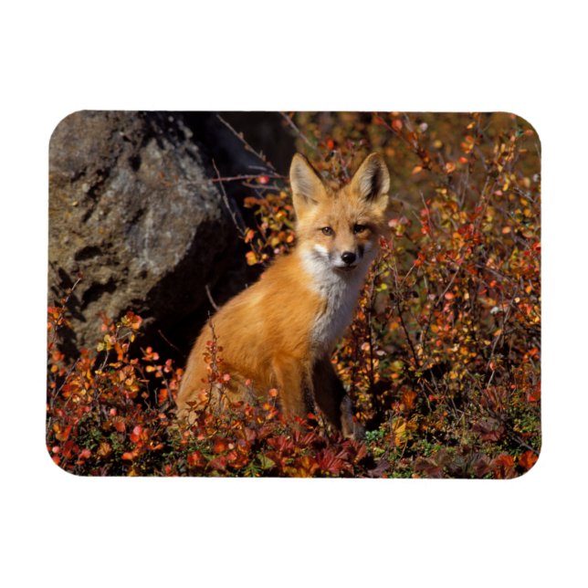 red fox, Vulpes vulpes, in fall colours along the Magnet (Horizontal)