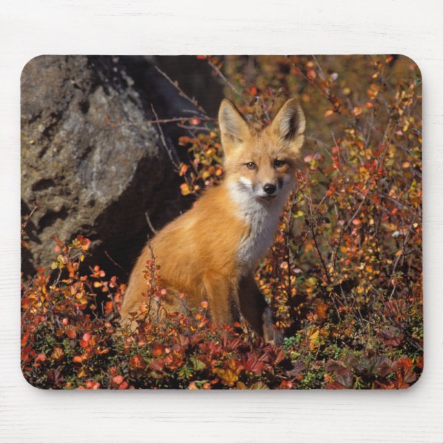red fox, Vulpes vulpes, in fall colours along the Mouse Pad (Front)