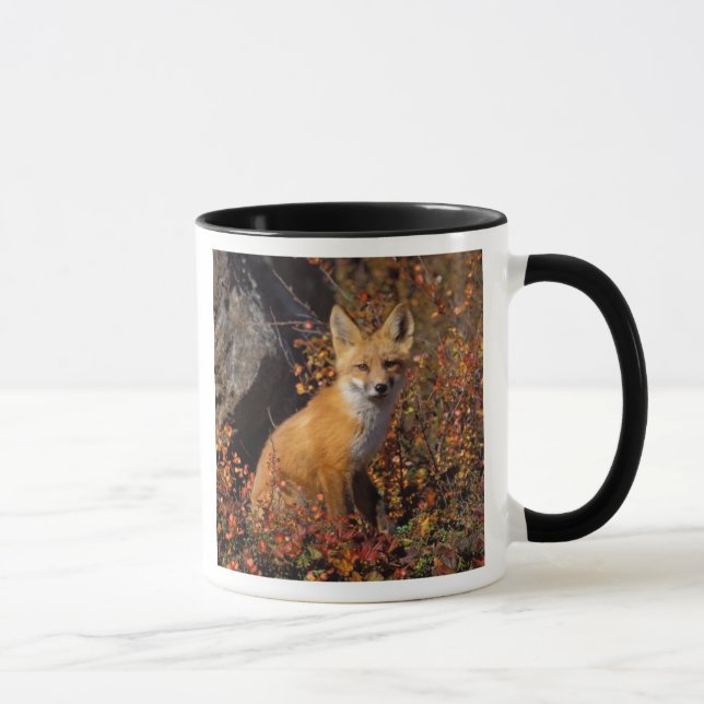 red fox, Vulpes vulpes, in fall colours along the Mug (Right)