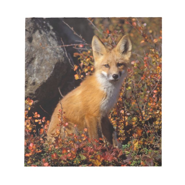 red fox, Vulpes vulpes, in fall colours along the Notepad (Front)