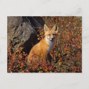 red fox, Vulpes vulpes, in fall colours along the Postcard