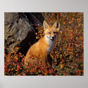 red fox, Vulpes vulpes, in fall colours along the Poster