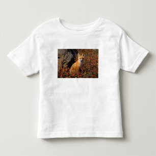 red fox, Vulpes vulpes, in fall colours along the Toddler T-Shirt