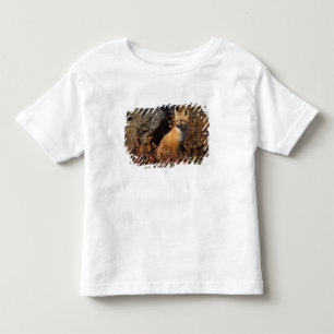 red fox, Vulpes vulpes, in fall colours along the Toddler T-Shirt