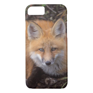 red fox, Vulpes vulpes, in fall colours iPhone 8/7 Case