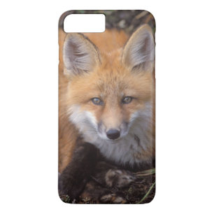 red fox, Vulpes vulpes, in fall colours iPhone 8 Plus/7 Plus Case