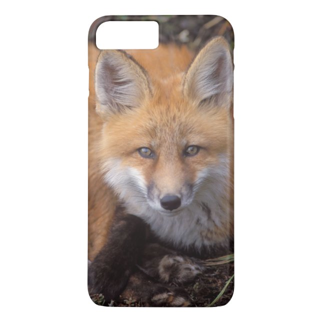 red fox, Vulpes vulpes, in fall colours Case-Mate iPhone Case (Back)