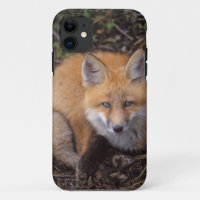 red fox, Vulpes vulpes, in fall colours