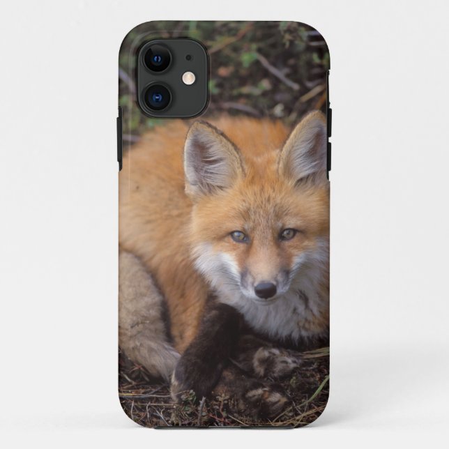 red fox, Vulpes vulpes, in fall colours Case-Mate iPhone Case (Back)
