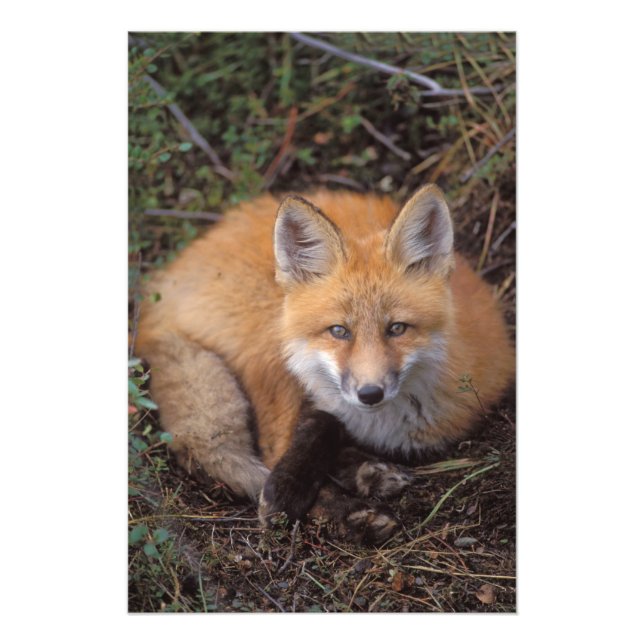 red fox, Vulpes vulpes, in fall colours Photo Print (Front)