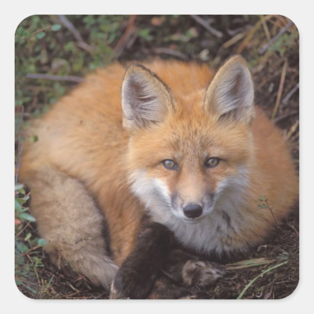 red fox, Vulpes vulpes, in fall colours Square Sticker (Front)